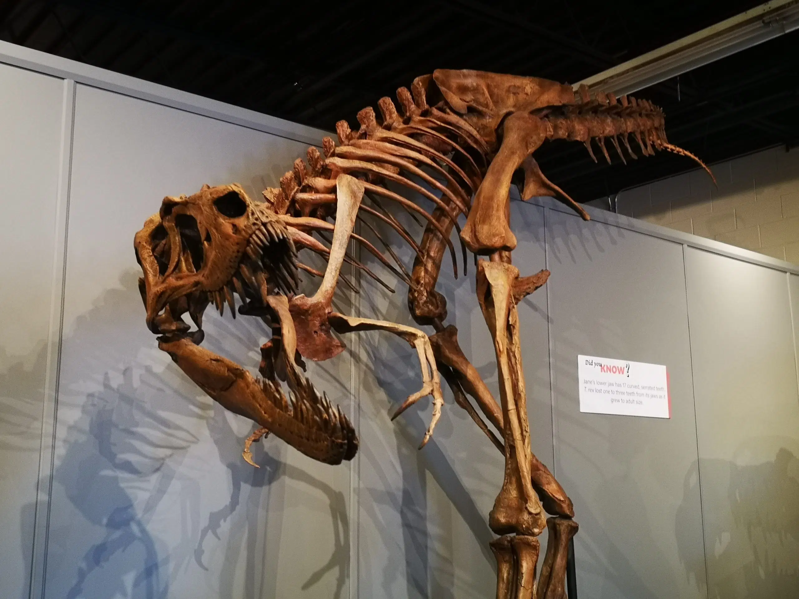 Quinte West Museum of Natural History opens its doors to the public