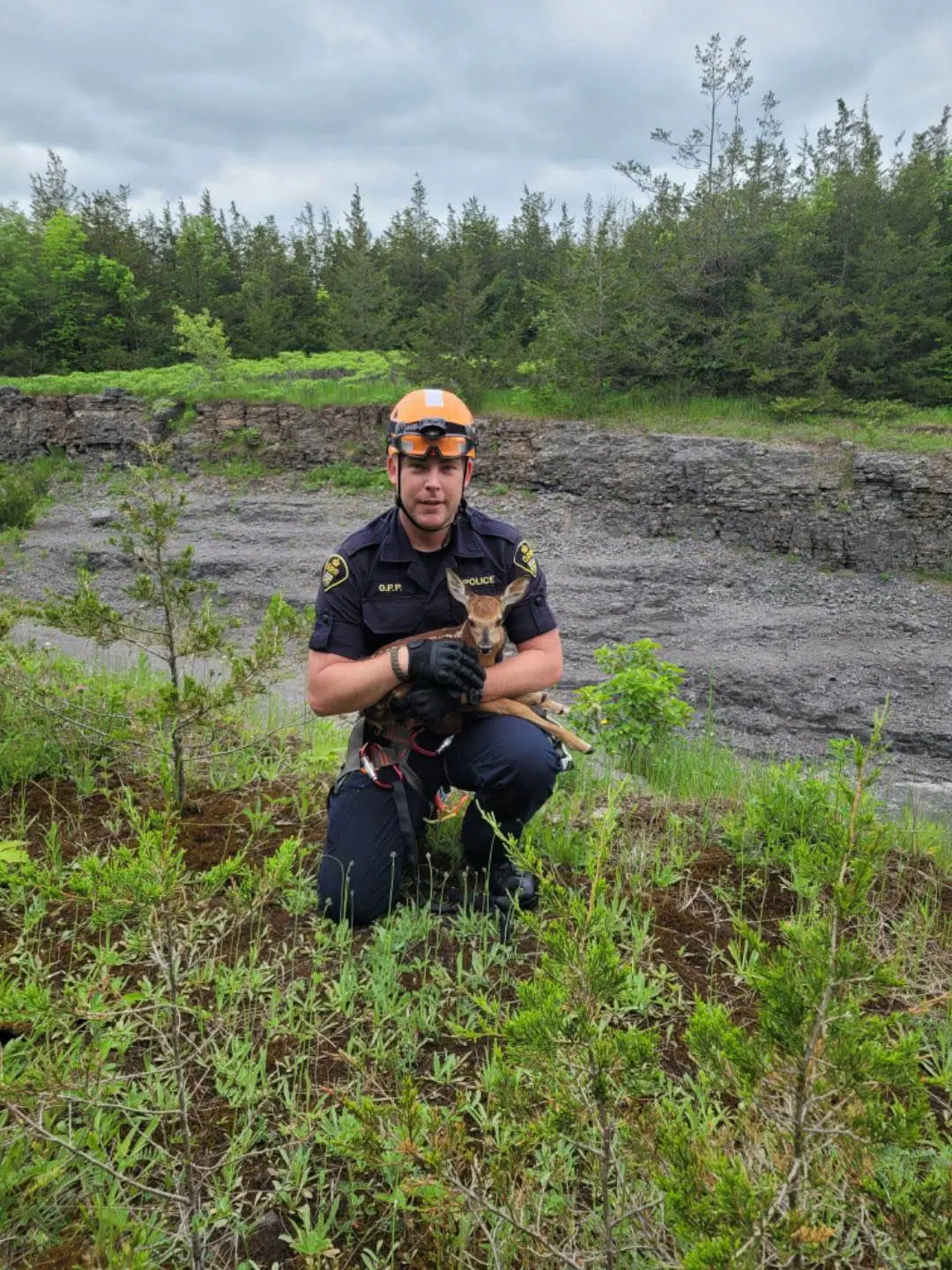 Fawn reunited with mom thanks to OPP