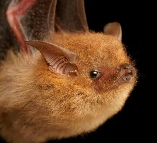 Bat warning from HKPR Health Unit