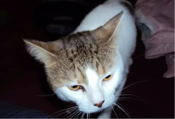 Council to discuss support for Humane Society