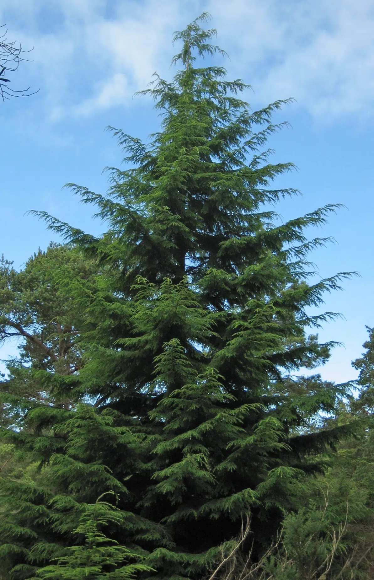 Insects killing Hemlock trees in region