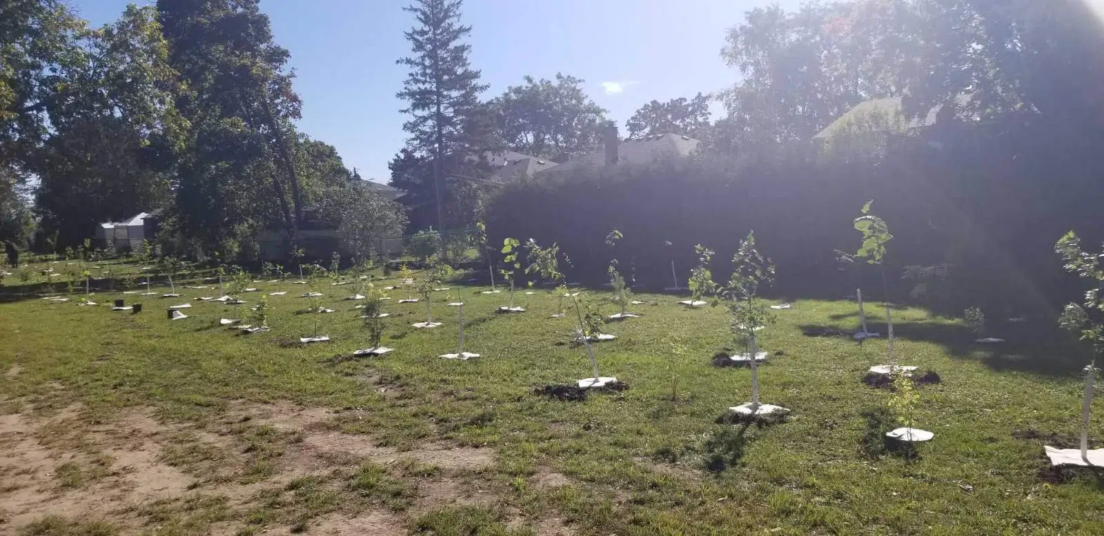 More green at Belleville's Haig Park