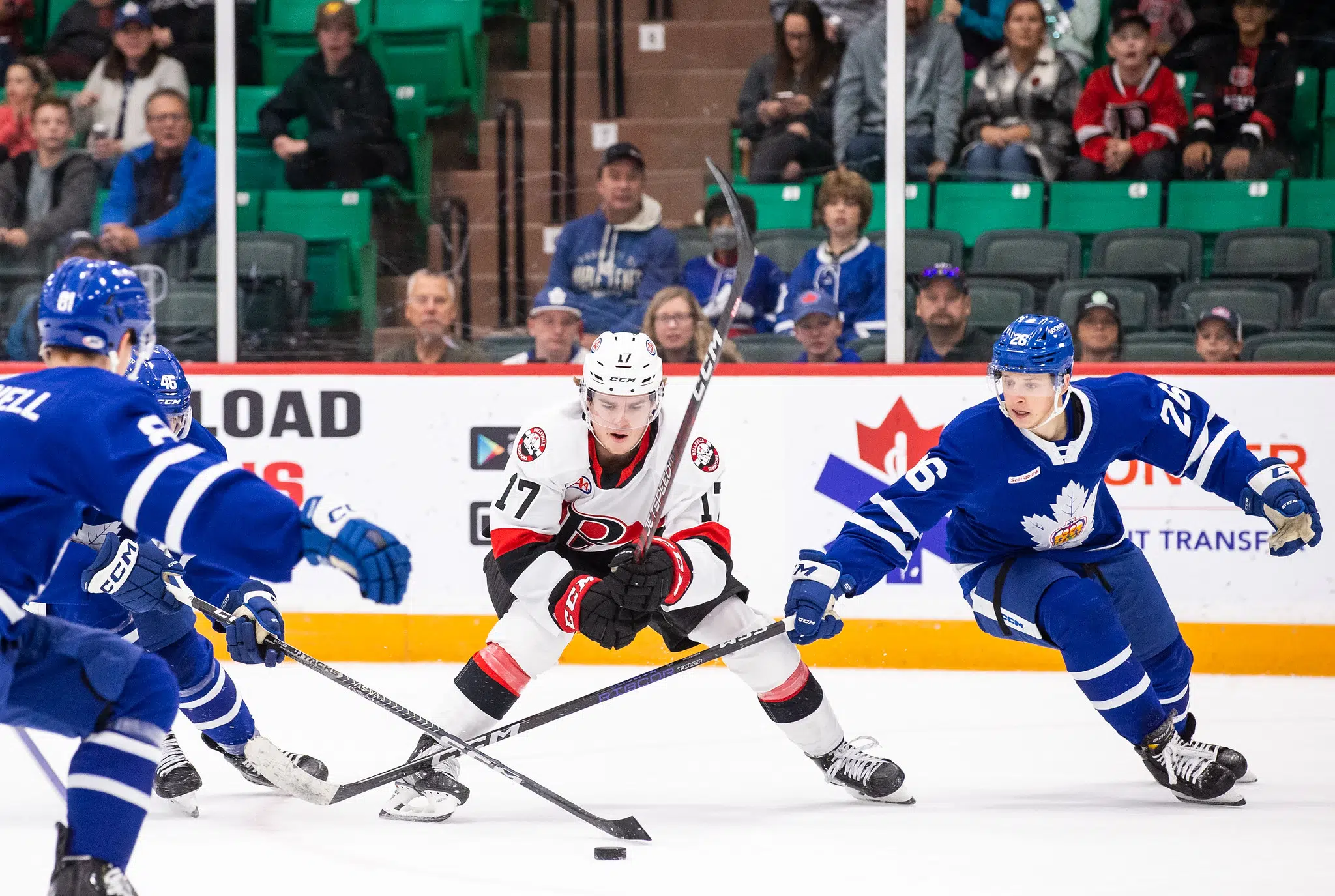 Belleville Senators fall to Toronto Marlies