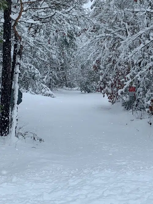 Severe damage across Northumberland Forest following snowfall