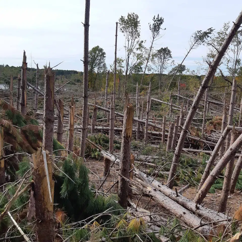 Priorities for Tweed tornado cleanup set