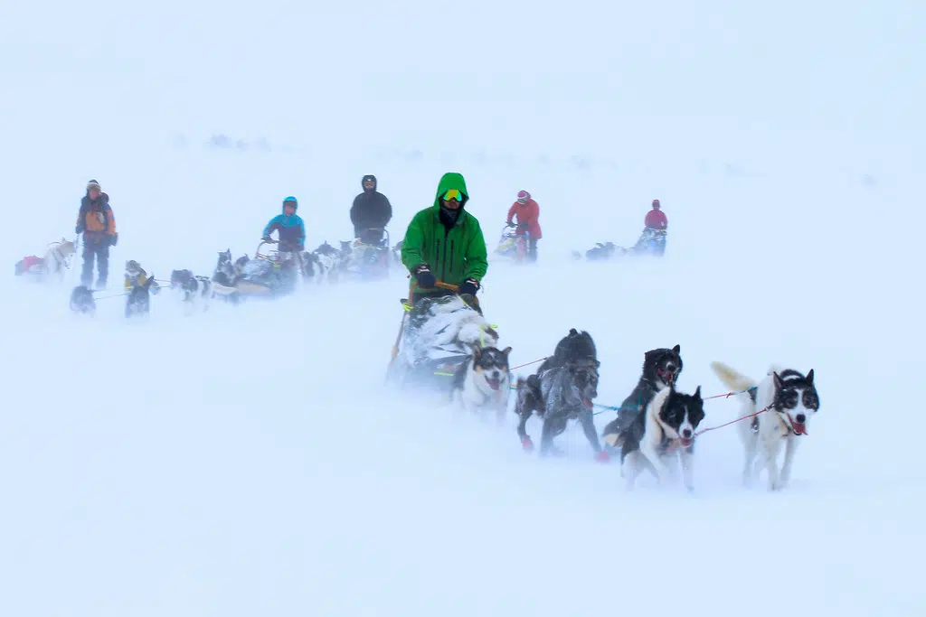 Sleddog race planned for Tweed