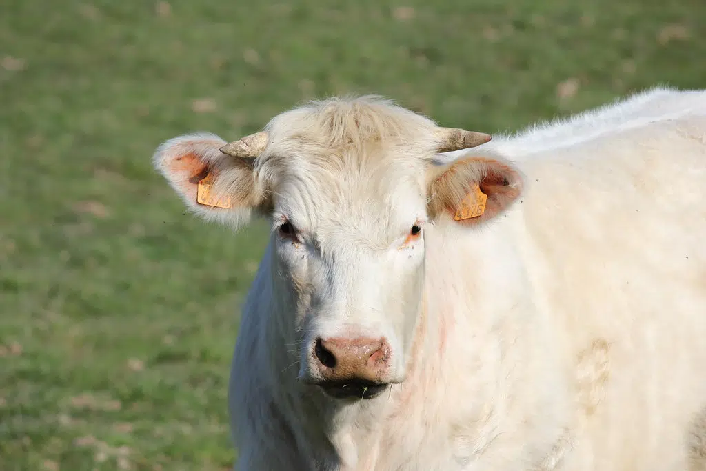 Wrangling loose cattle in Sophiasburgh