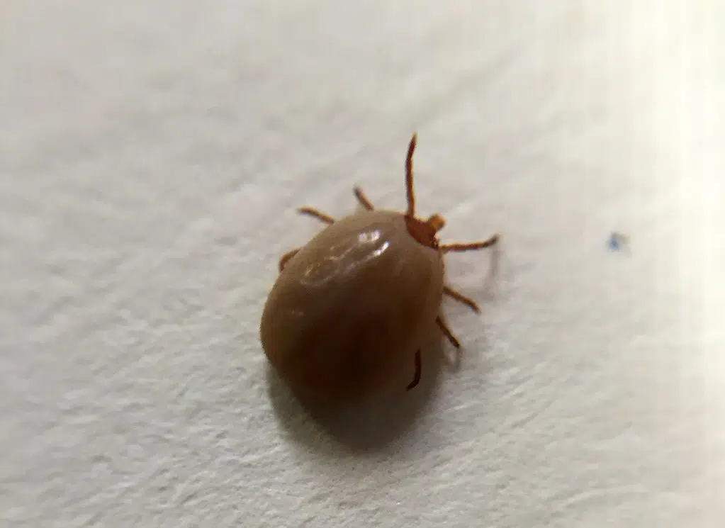 Threat of ticks and Lyme disease