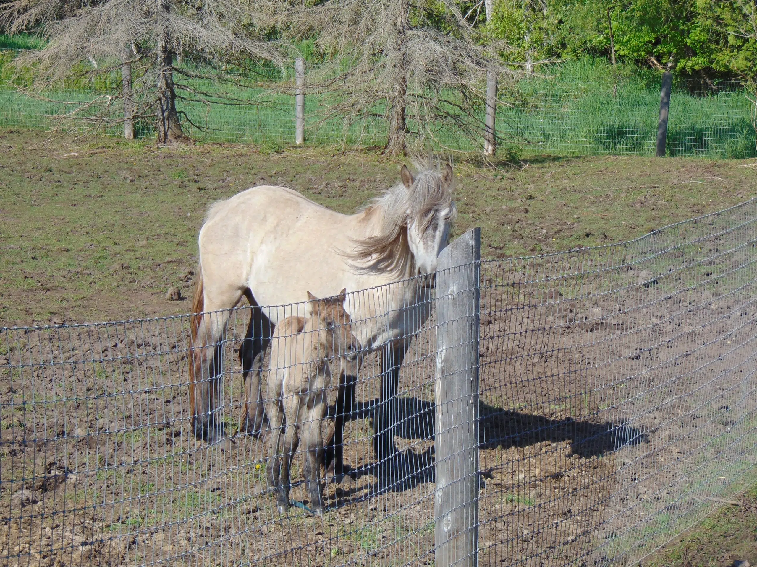 Rare pony born outside Madoc