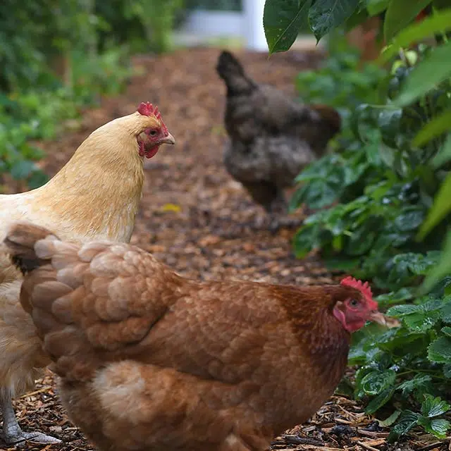 Changes coming to backyard hen by-laws