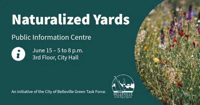 City of Belleville hosting Public Information Centre on lawn naturalization