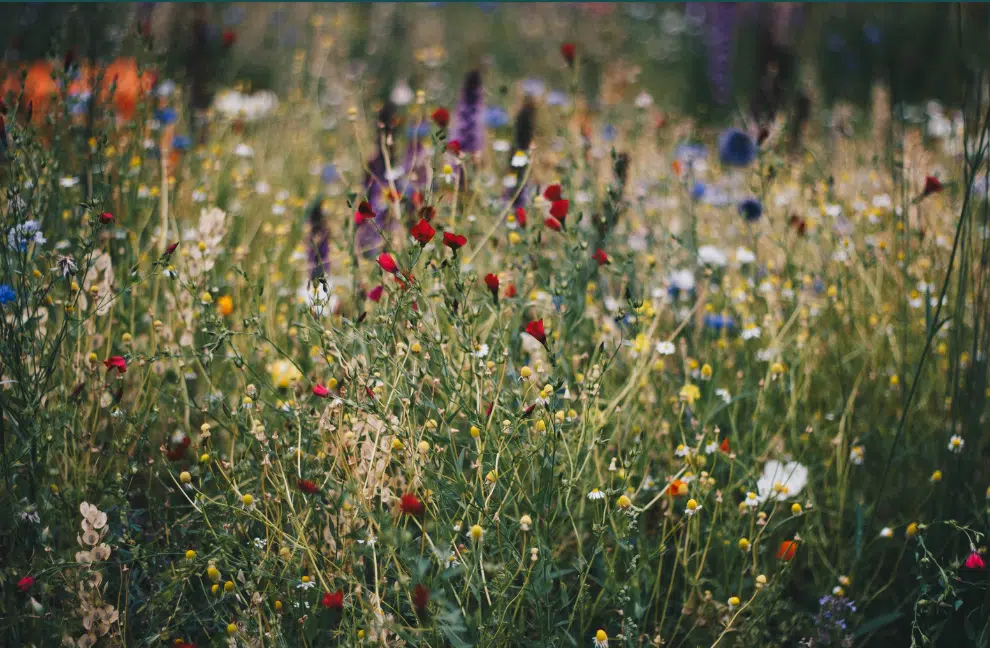 Support for naturalized lawns in Belleville