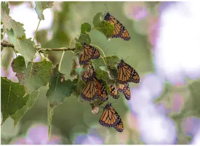 Years of monarch research shows how adding habitat will help