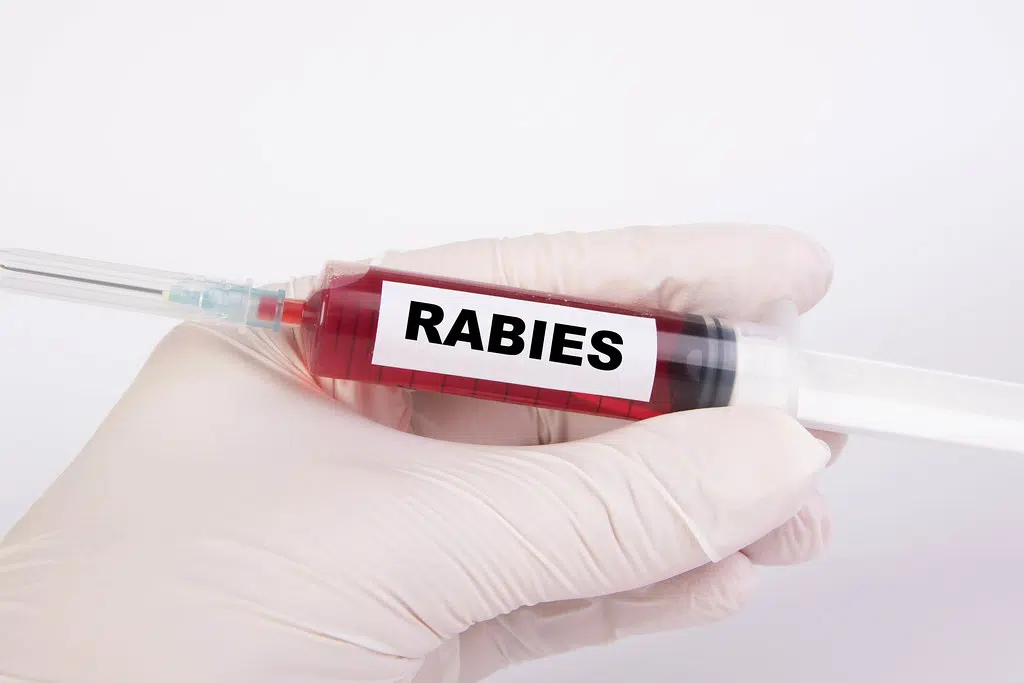 A bid to control rabies