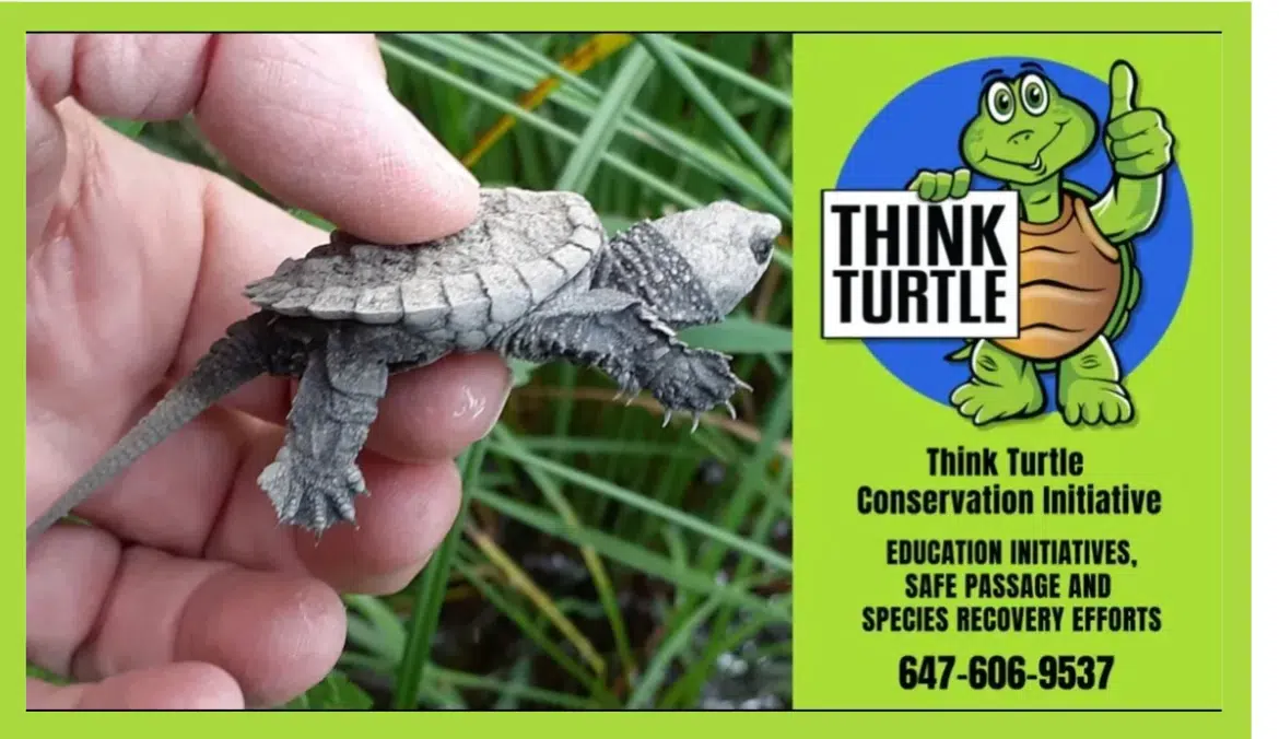 Think Turtle and watch out for turtle hatchlings