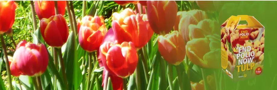 Tulips part of fight against polio