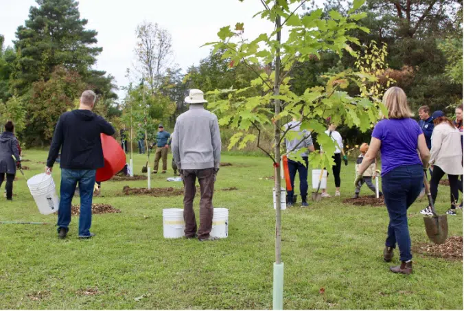 Trees need more protection in Prince Edward County