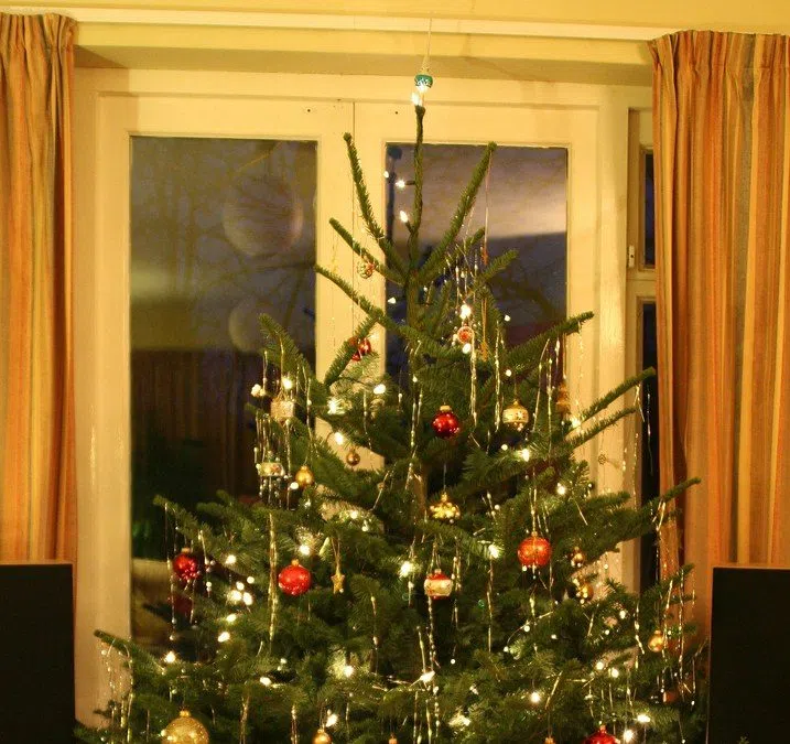 City of Belleville Christmas tree pickup Quinte News