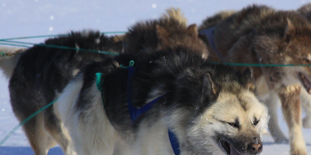 Sled dog racing returning to Tweed - Vimarsana News