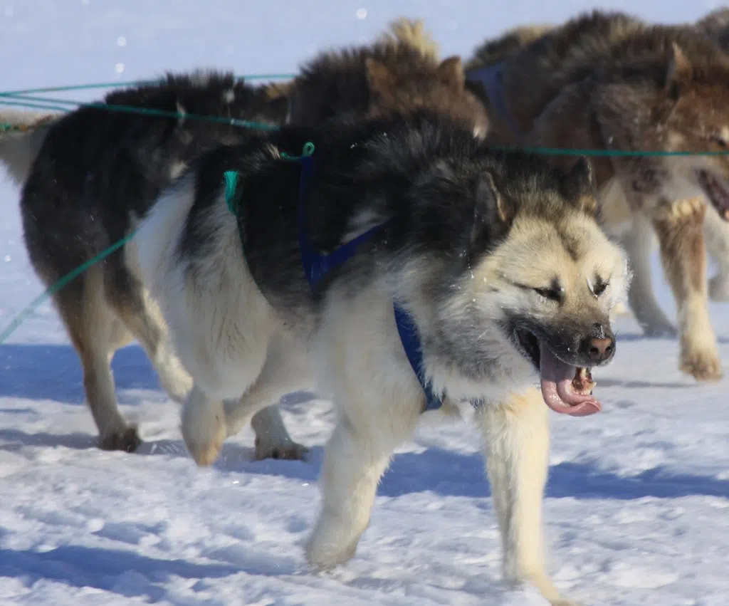 Sled dog racing returning to Tweed