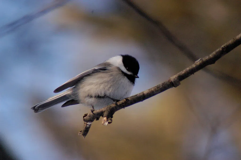 27th annual Great Backyard Bird Count on this weekend