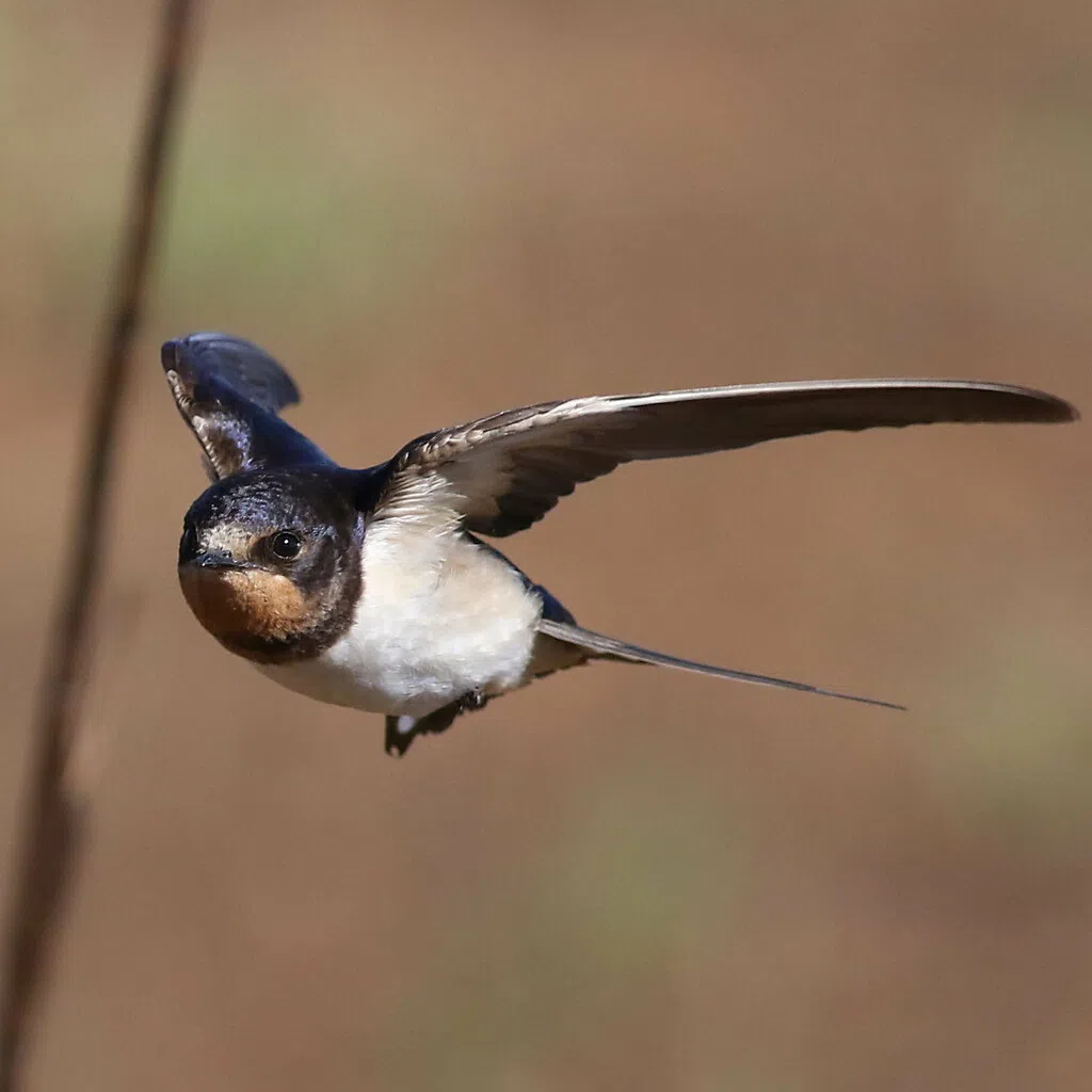 Barn Swallow nesting site torn down