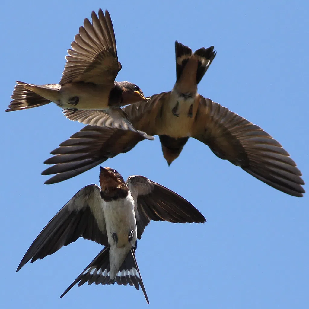 UPDATE: Barn swallow nesting site still standing