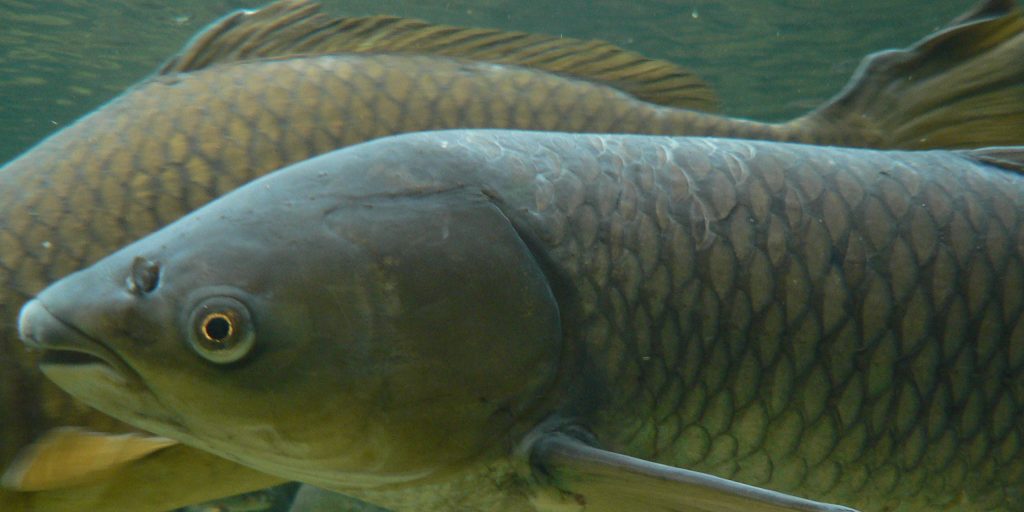 Information centre for Grass Carp - Vimarsana News