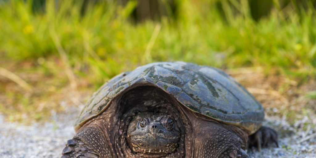 BB gun and turtle share a garbage bag - Vimarsana News