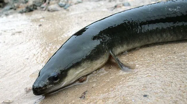 County supports Eel preservation