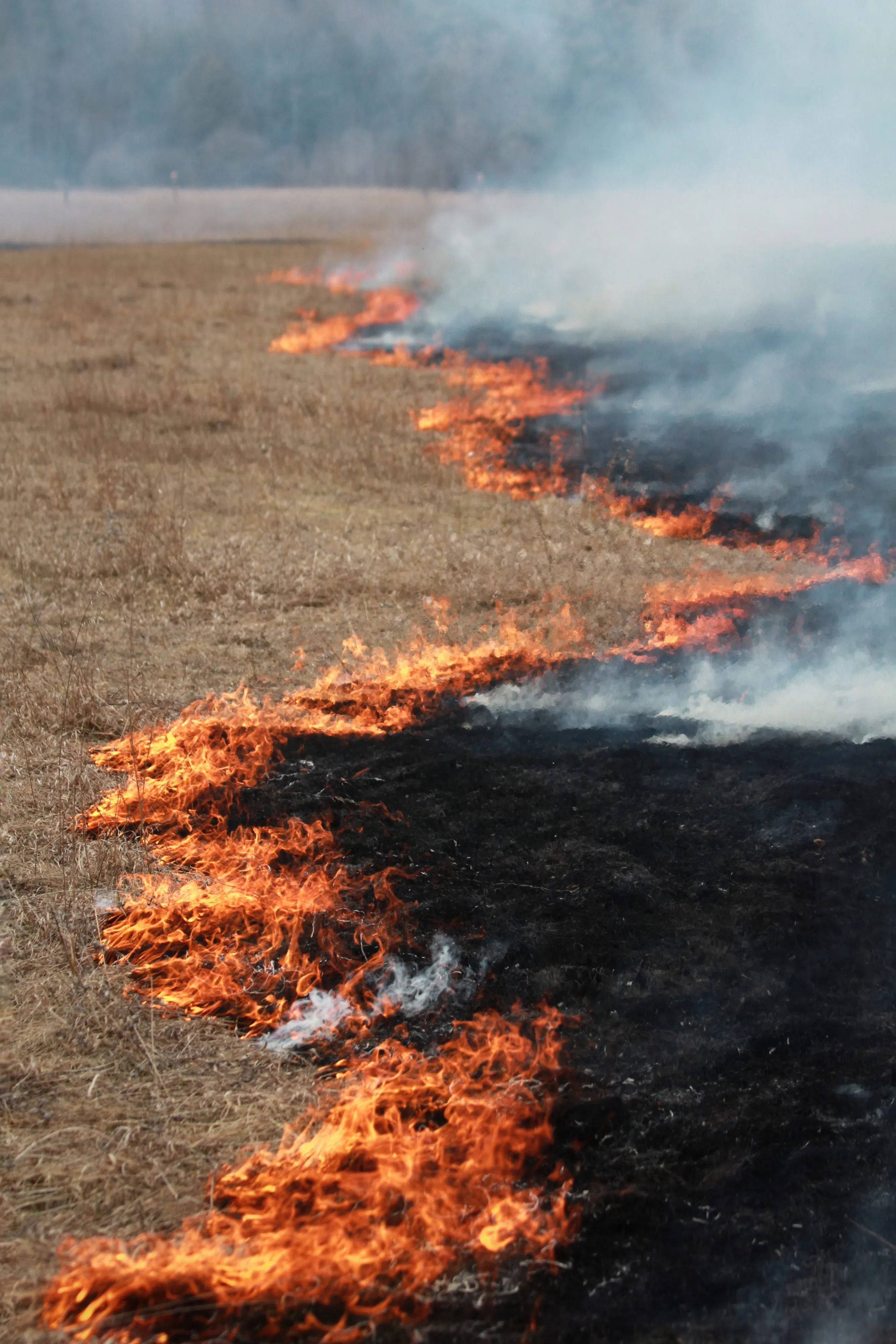 NCC conducting controlled burning in Northumberland County/Rice Lake Plains