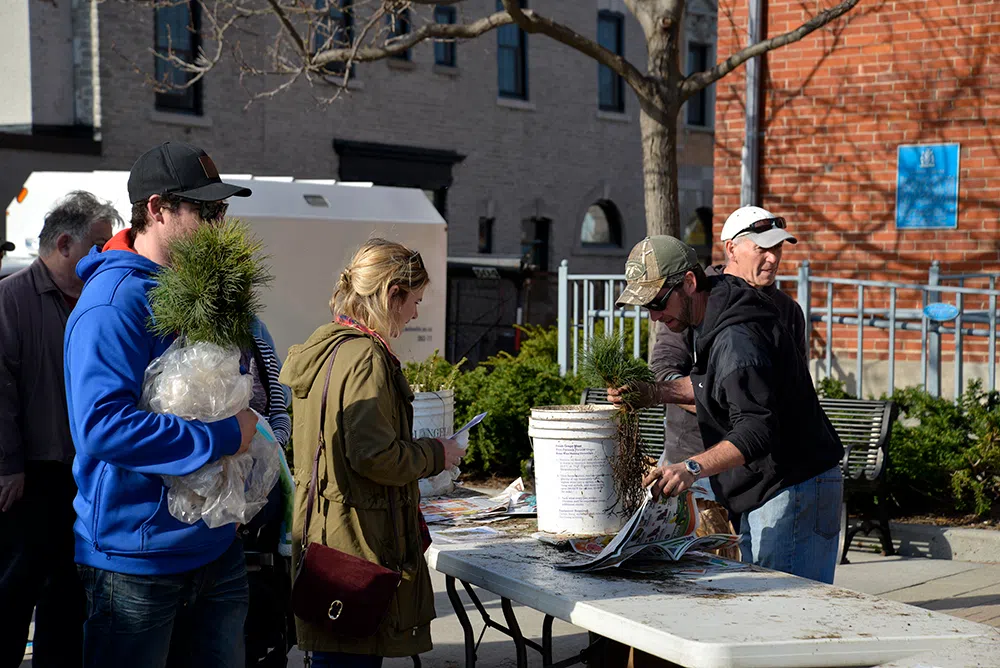 Tree seedling giveaway in May