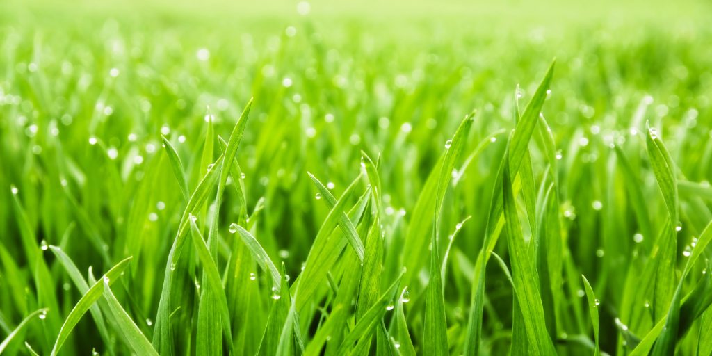 Finding better ways to promote biodiversity than No Mow May - Vimarsana News