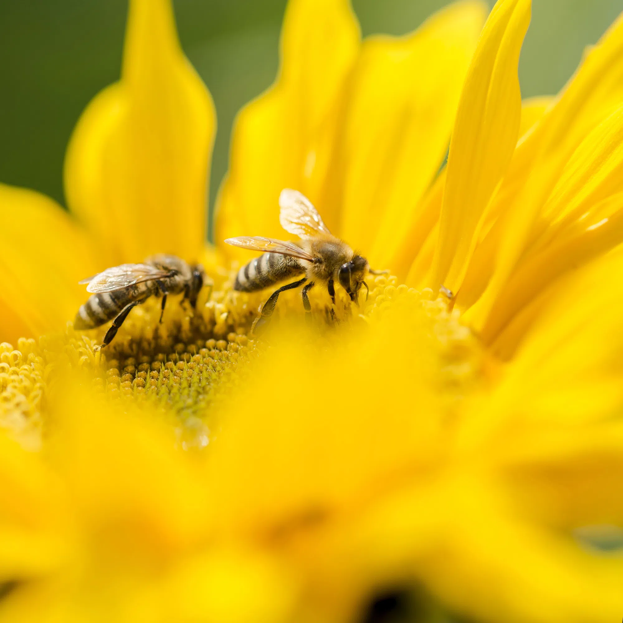 City of Quinte West to apply to become a "Bee City"