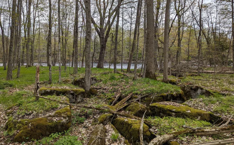 Old-growth forest, wetland and karst habitats protected along Moira River in Napanee Plain
