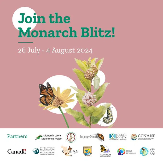 Monarch Monitoring event this weekend in PEC