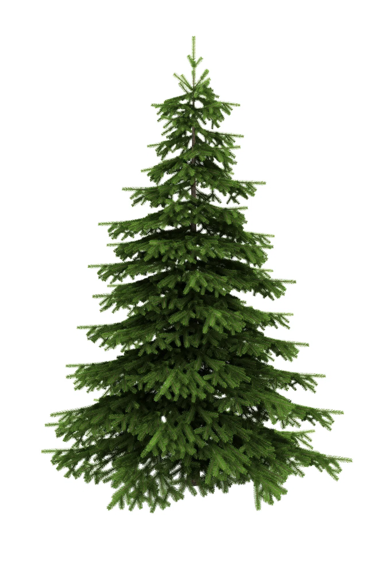 Spruce trees please