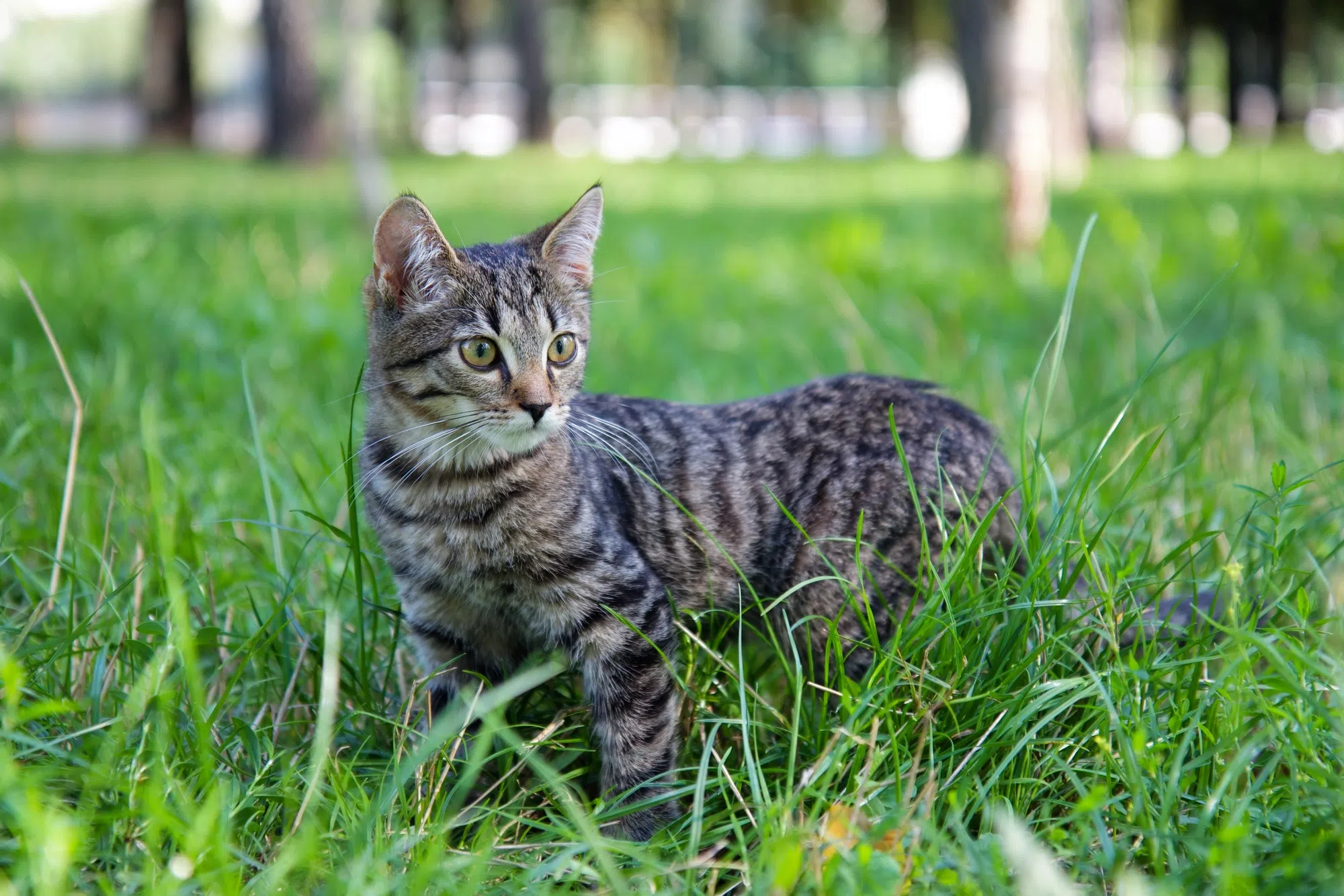 Cat control discussion at Brighton council