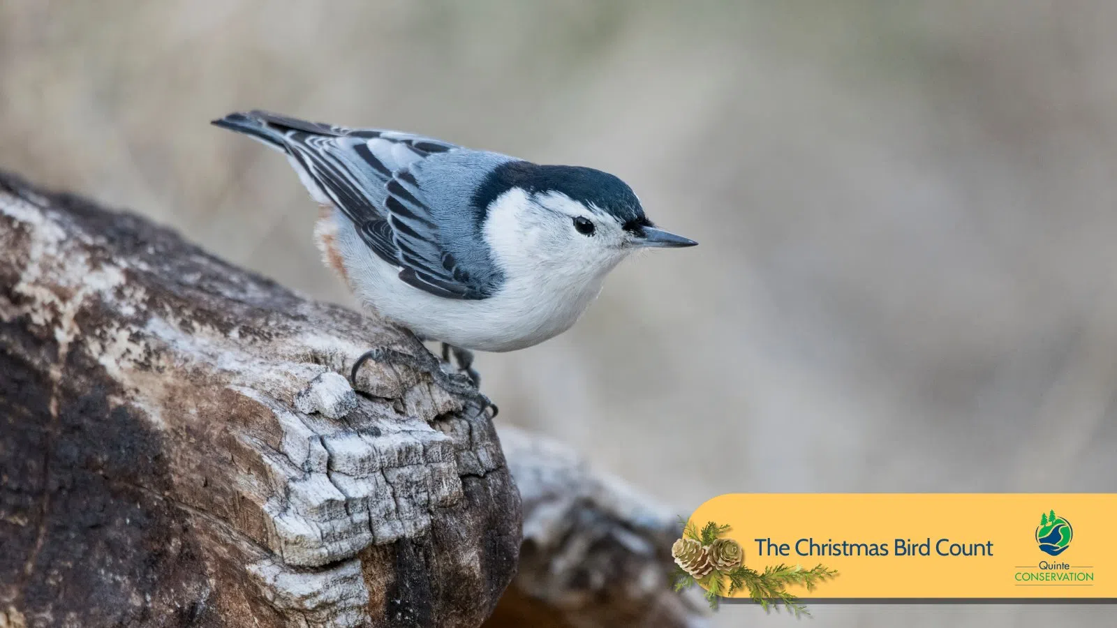 Annual Christmas Bird Count December 27 and 28