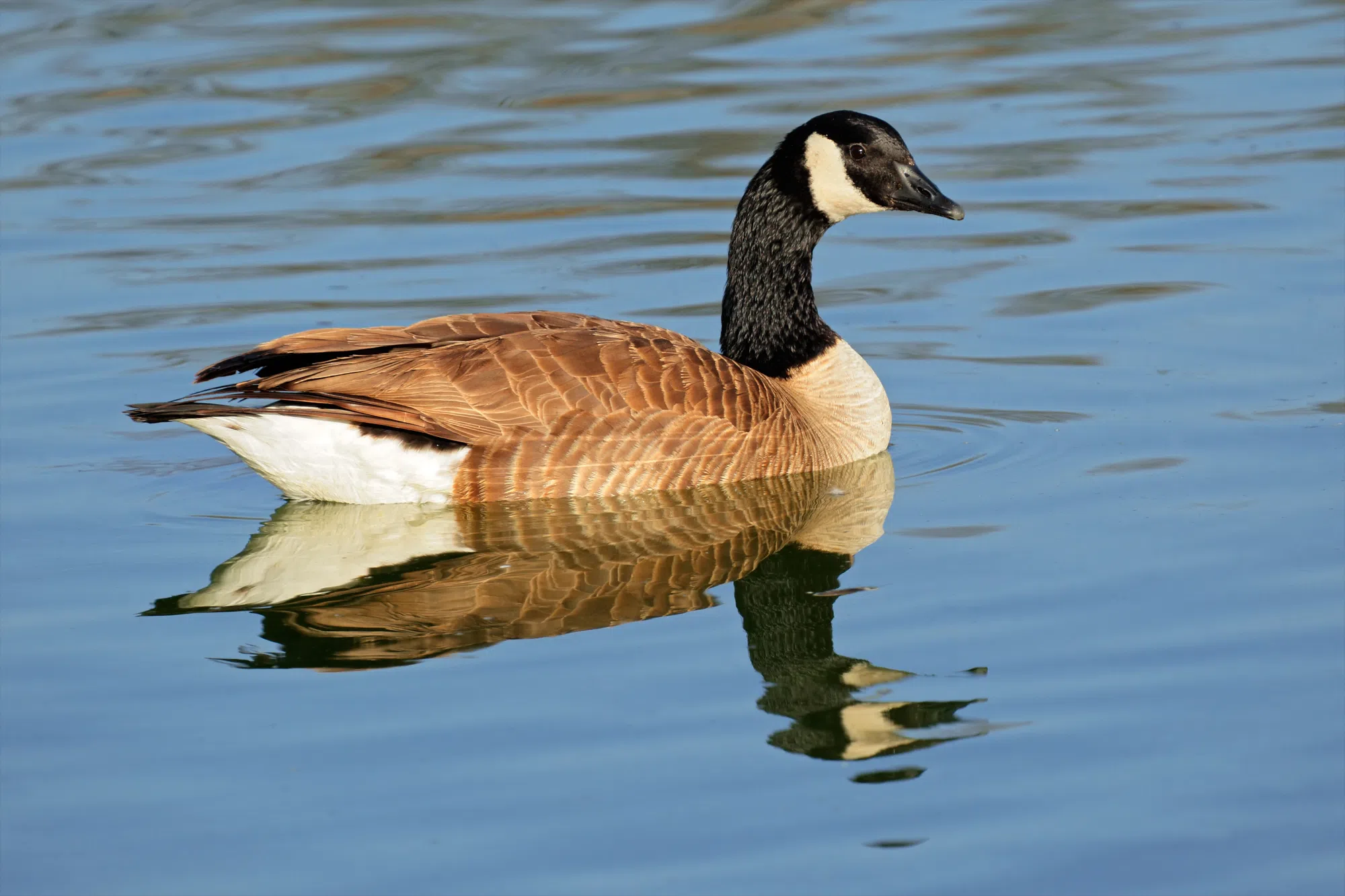 Avian influenza confirmed in Cobourg goose