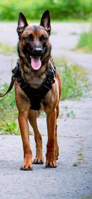 K9 track leads to arrest of break and enter suspect in Kingston