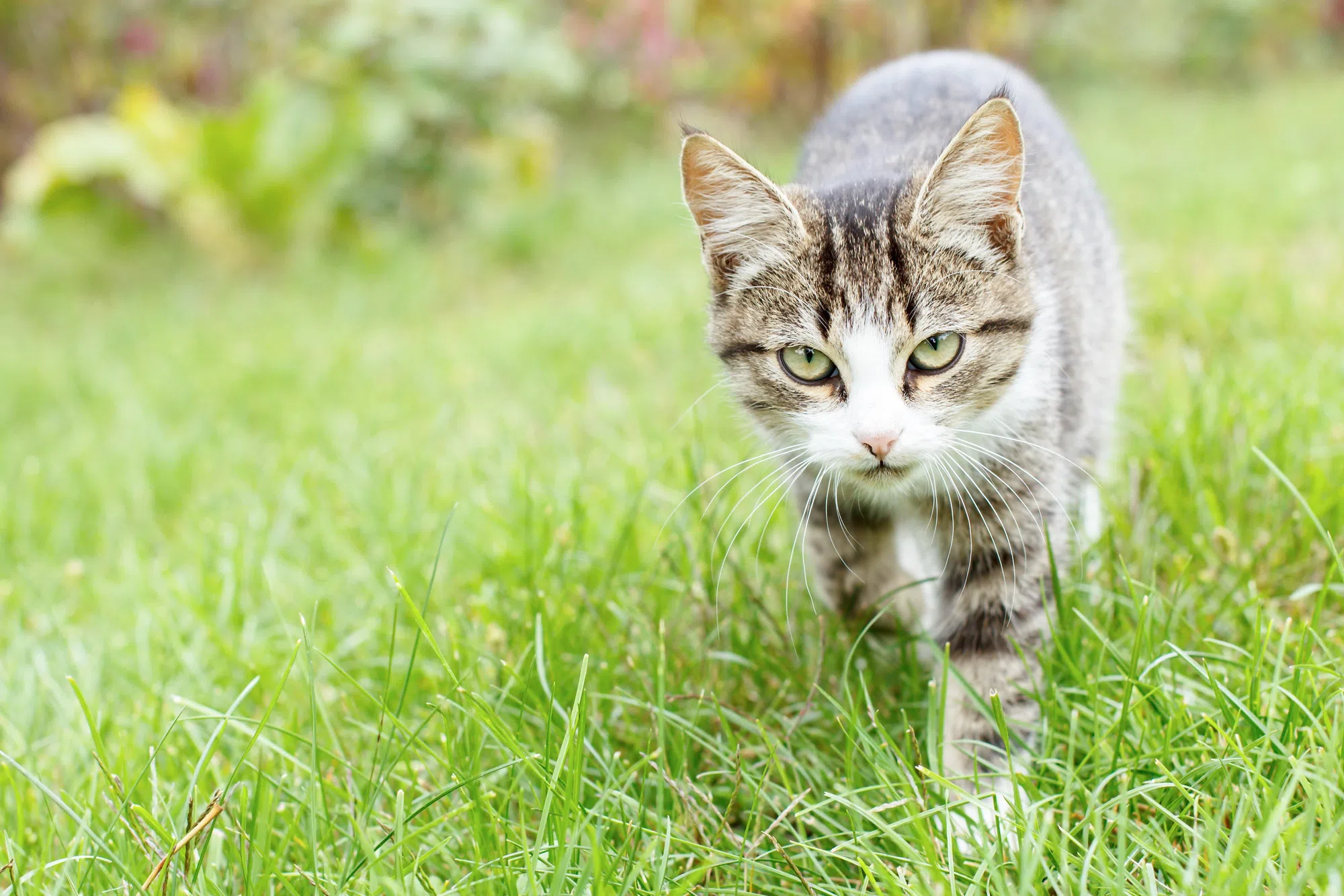 No exemptions regarding cats being at large on agricultural land in Quinte West