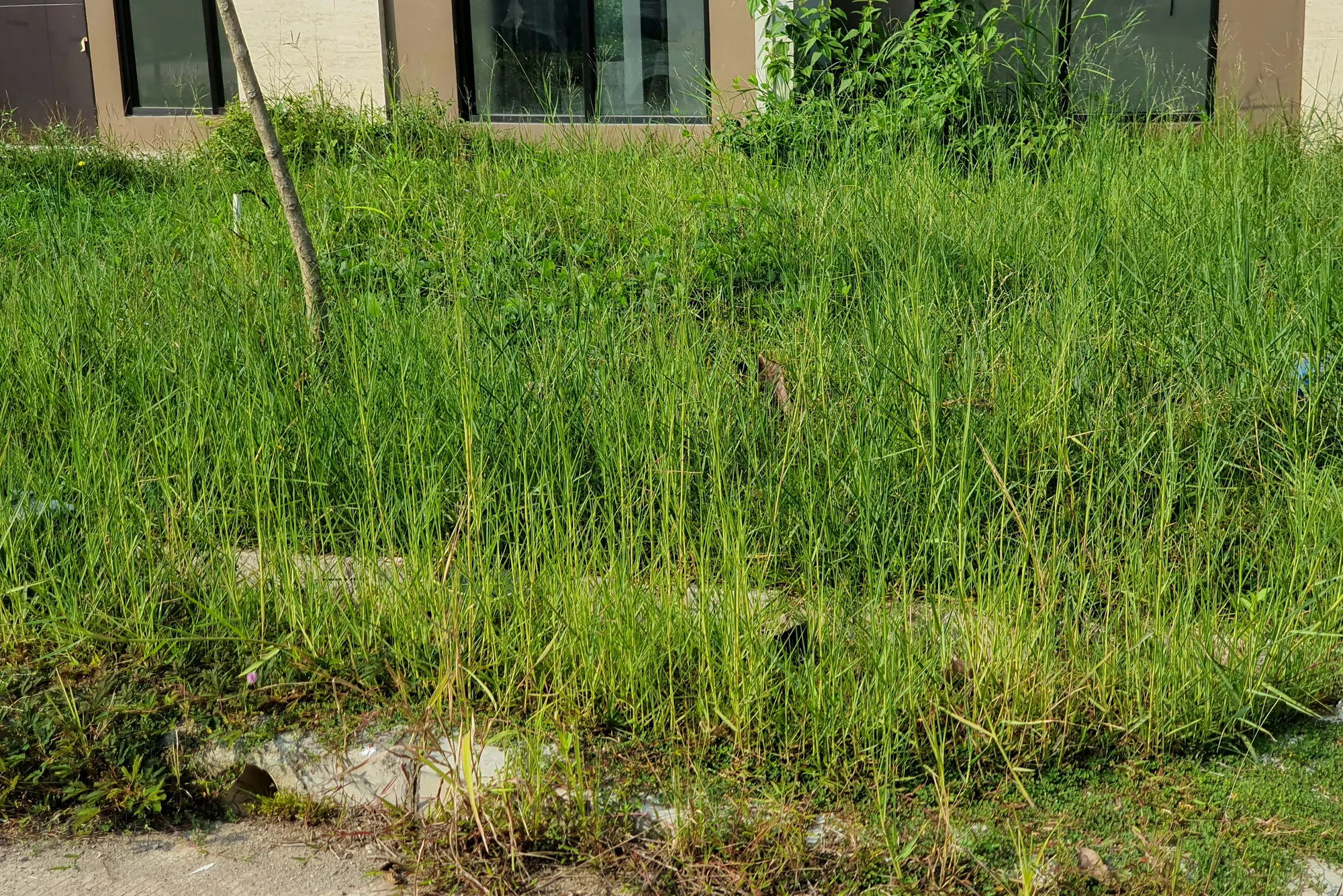 Clarifying and toughening property maintenance regulations
