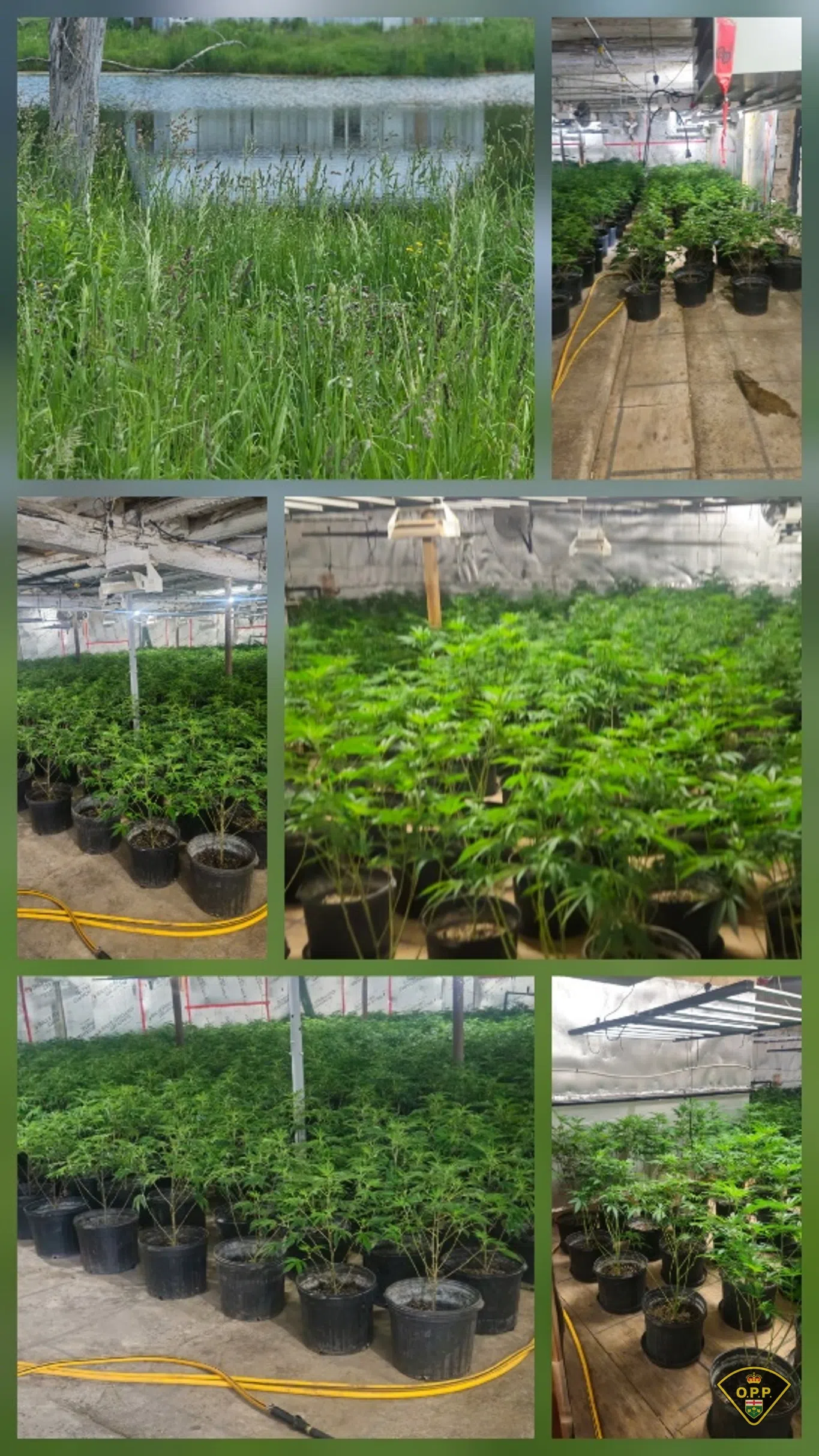 Major cannabis bust north of Peterborough