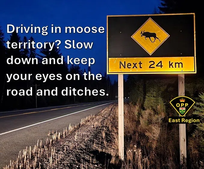 Be on the lookout for moose
