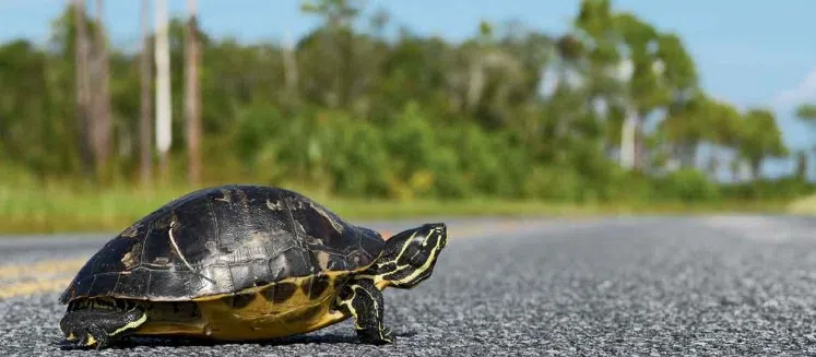 PEC encouraging residents to minimize impact to turtle, snake, and frog species