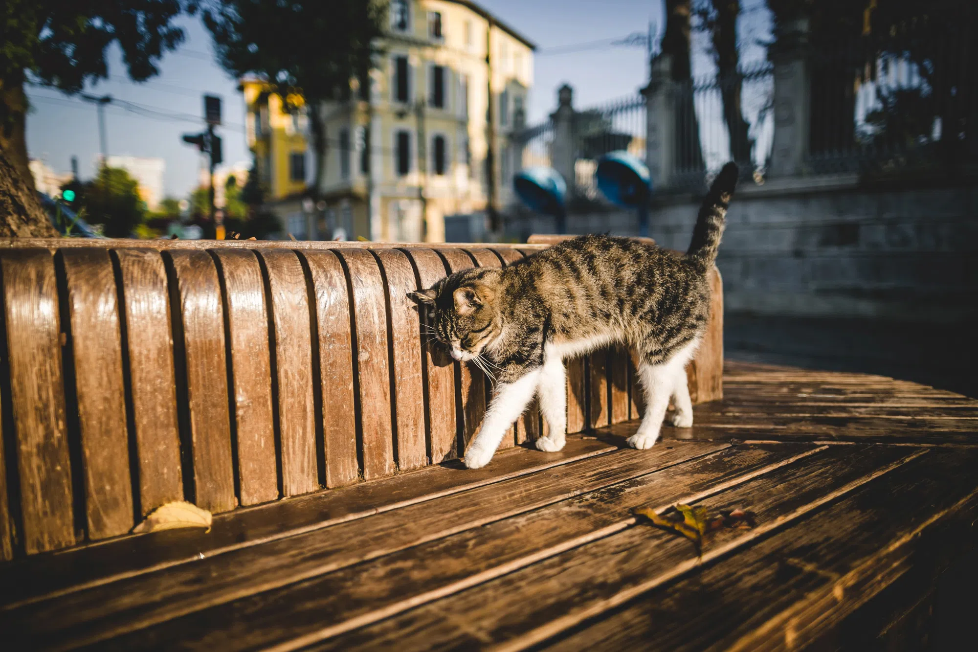 By-law meant to deal with roaming cats