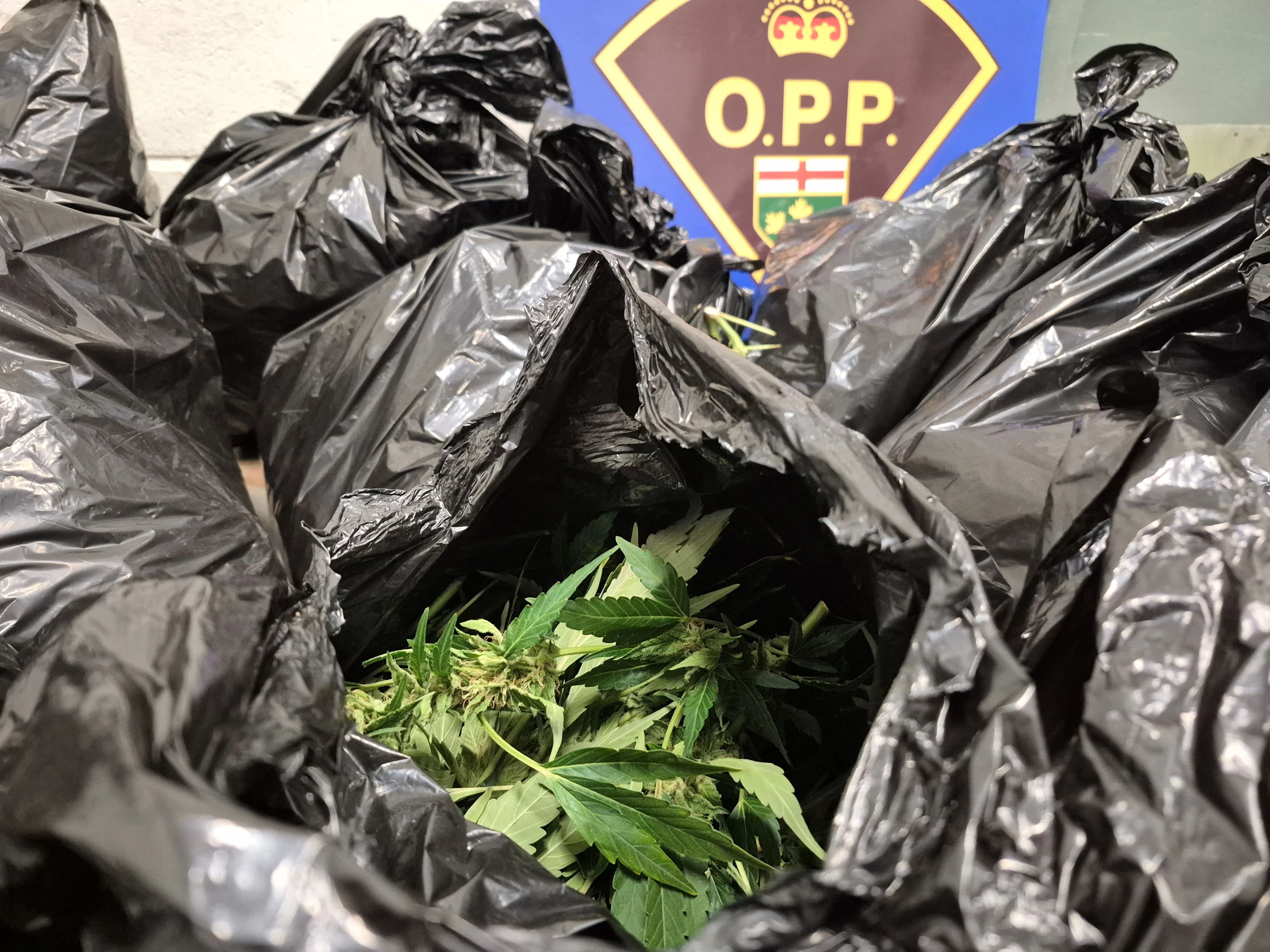 Prohibited driver found with bags of cannabis