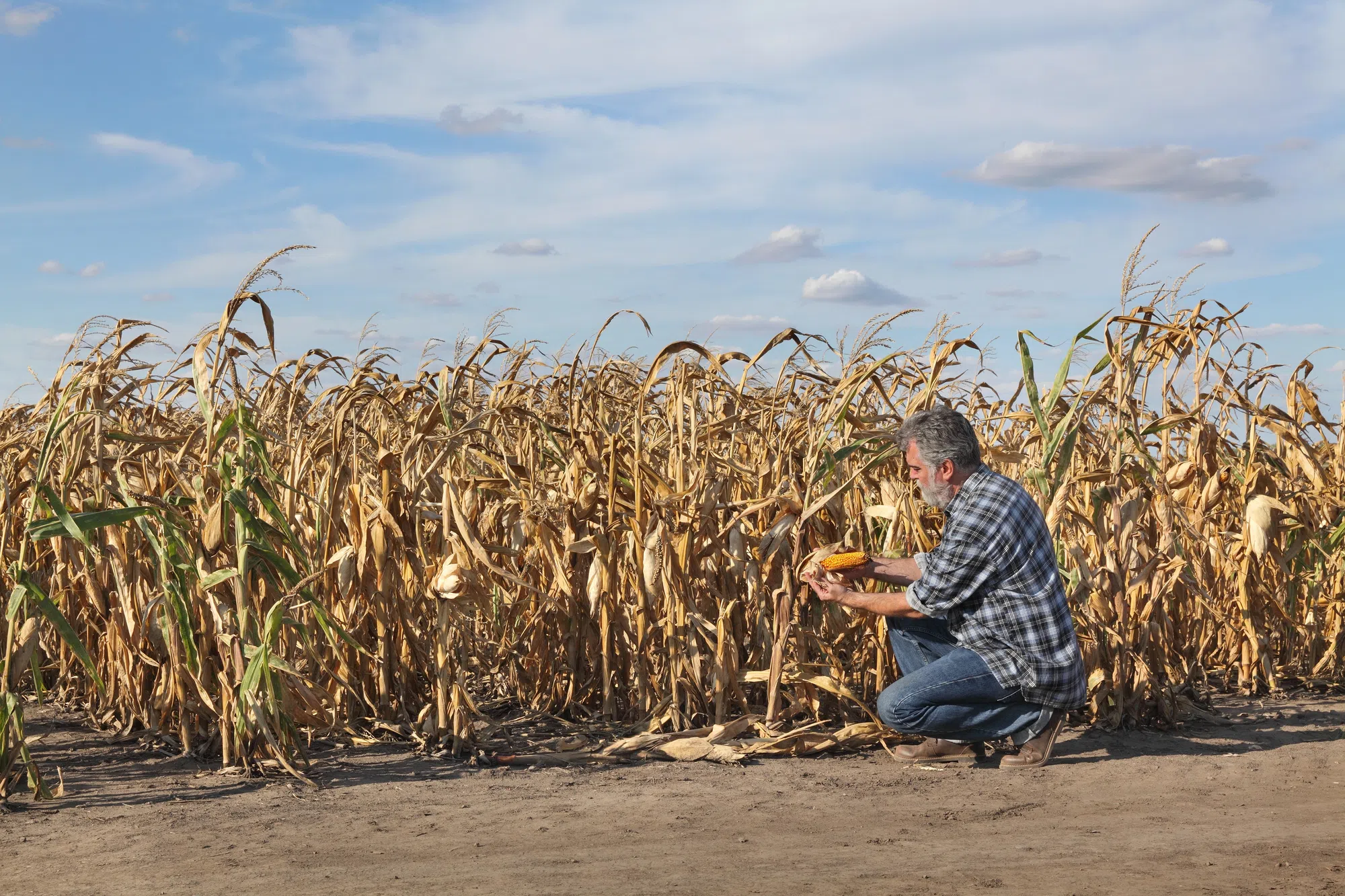 Bone dry growing season
