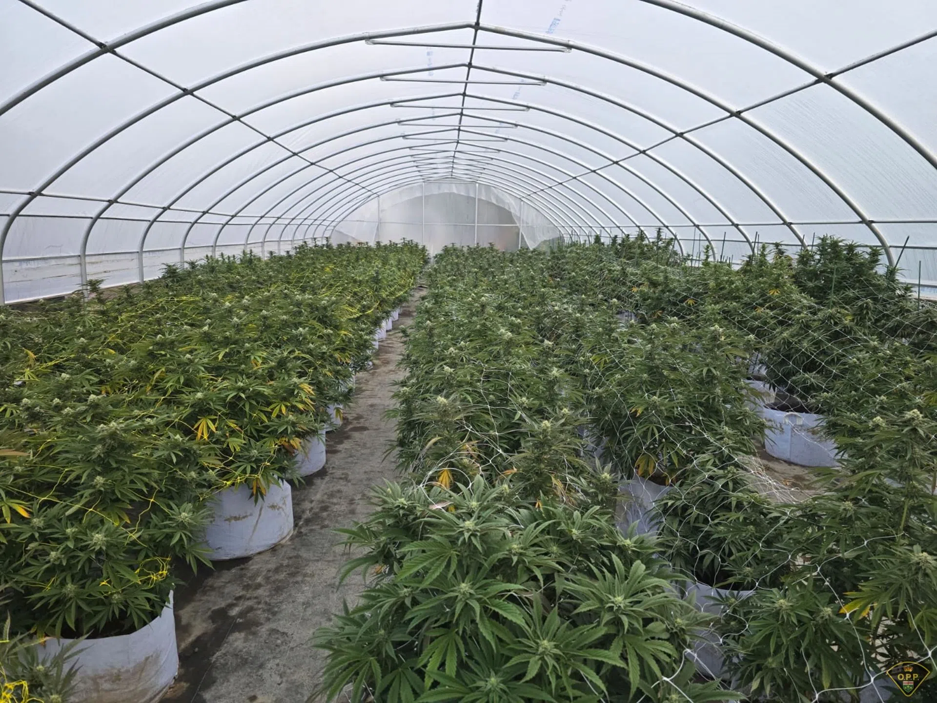 Over $122 million in illegal cannabis plants seized on Tyendinaga Mohawk Territory
